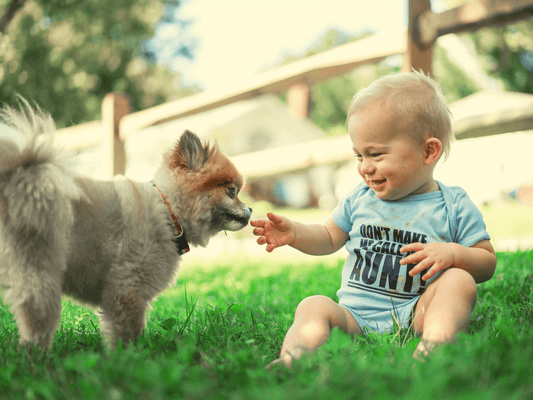 Hund und Baby: wie man Hunde an Neugeborenen gewöhnt? - bParentsshop